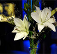 Galeria de imagenes